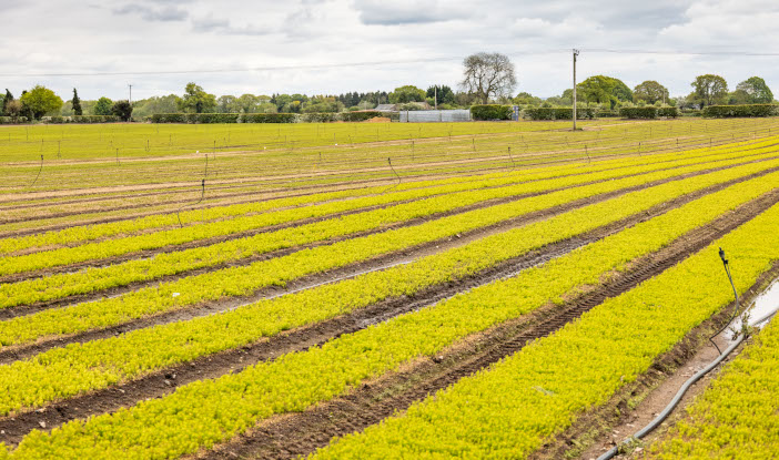 Seed bed