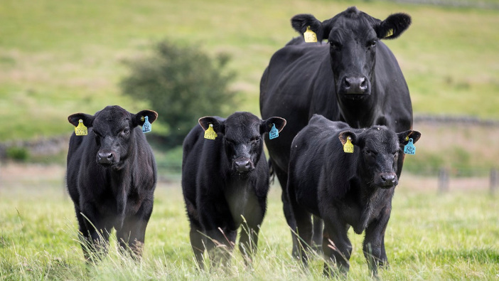 Cogent strengthens Beef Programme to add value to beef and dairy markets The Cogent Beef programme is designed to address the demand of using beef semen in the dairy herd