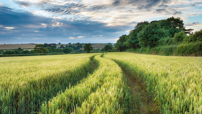 Hutchinsons advises farmers to manage nitrogen with an eye on yield potential A,Corn,Field,On,A,Cloudy,Day