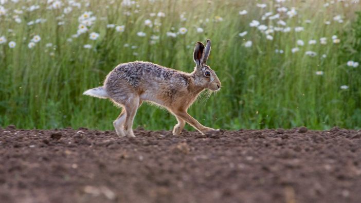European,Brown,Hare,(lepus,Europaeus),In,Ploughed,Field