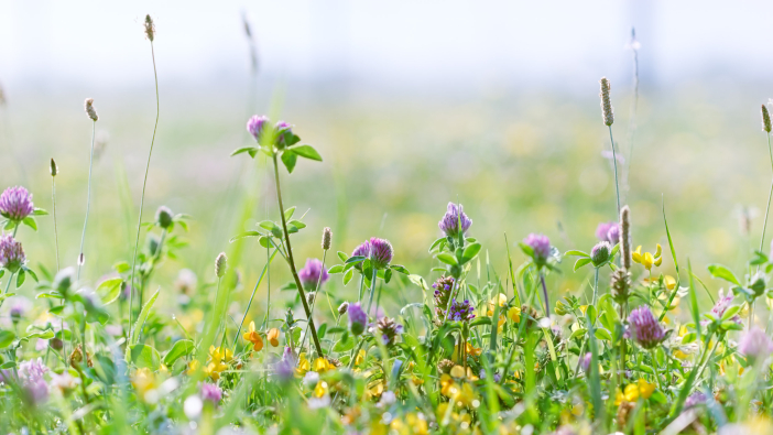 PGRO issue advice to pulse growers on integrating Stewardship option AB15 Flowering clover - red clover