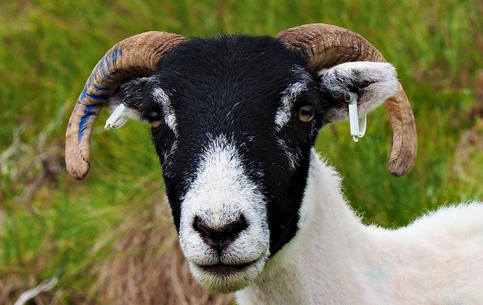 Smart technologies for sheep and goat farmers Smart technologies for sheep and goat farmers