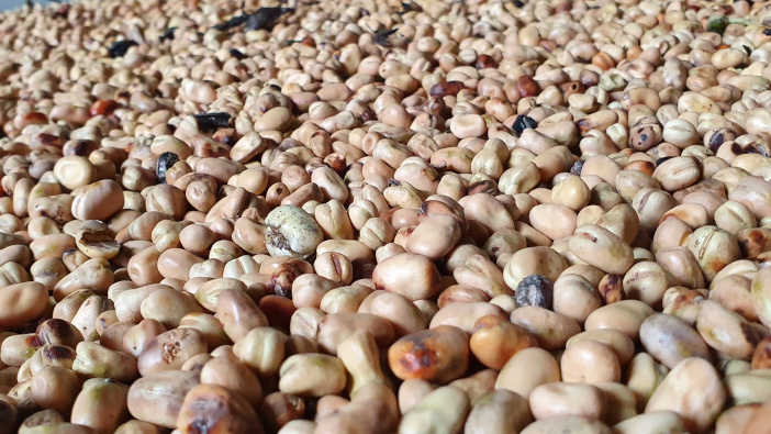YEN data offers insights for high yielding bean crops Beans