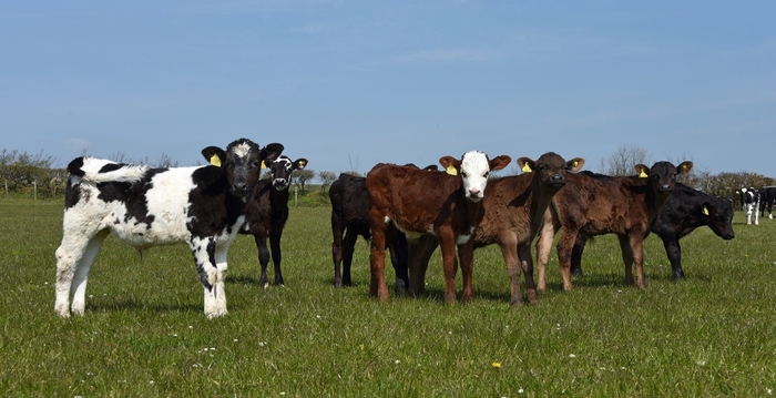 New livestock figures point to long-term supply recovery New Livestock Figures Point to Long-term Supply Recovery