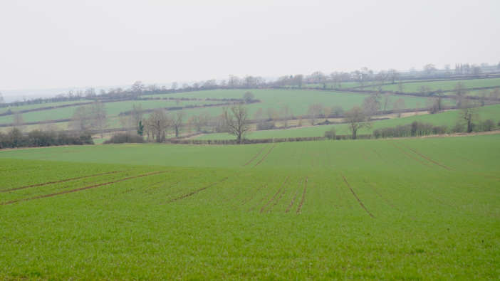 Contact herbicide still required for wheat, despite warm winter Wheat field January 2022