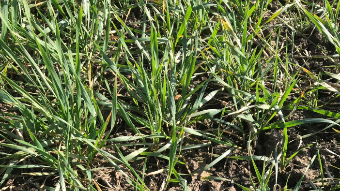 Young wheat in the spring approx GS 21-24