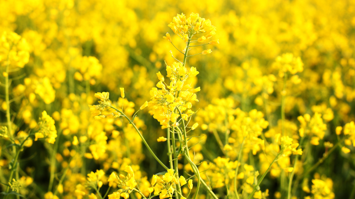 Scenic,Rural,Landscape,With,Yellow,Rape,,Rapeseed,Or,Canola,Field.