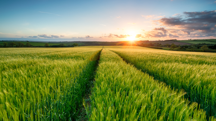 Sunset,Over,Fields,Of,Lush,Green,Barley,Growing,Near,Wadebridge
