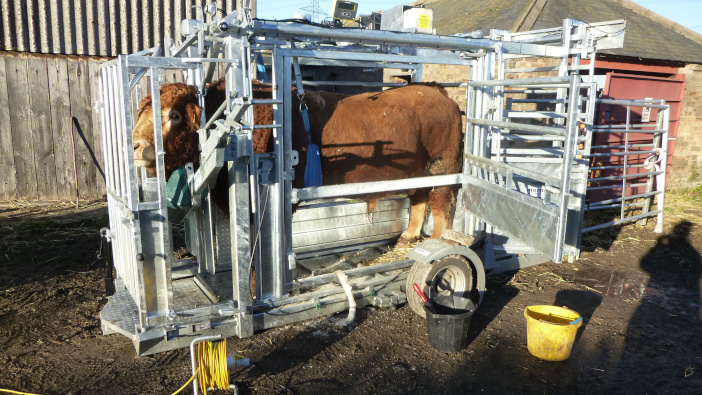 J M Midgley to offer a new, wider cattle crush for hire side view with bull 1