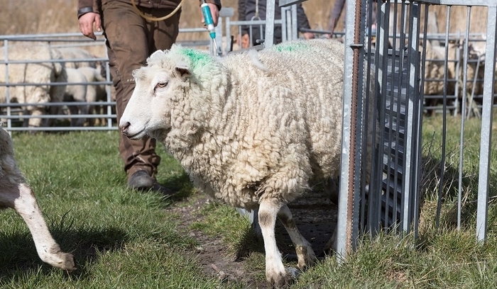 AHDA launches campaign on prescribing to tackle anthelmintic resistance with five step plan
