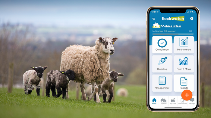 New app to help sheep farmers turn their data into profit New app to help sheep farmers turn their data into profit