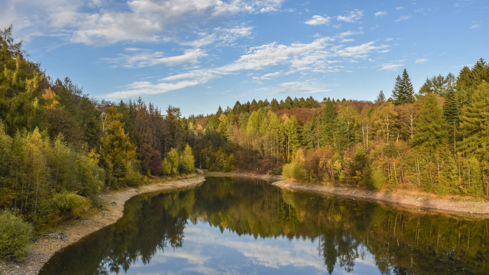 Forest Market Report 2022