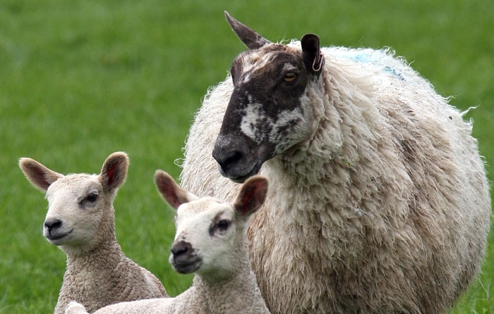 Farmers Planning Ahead to Deal with Problematic Parasites