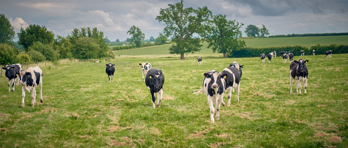 Changes to dairy genetic indexes reflect economic outlook and farmer feedback