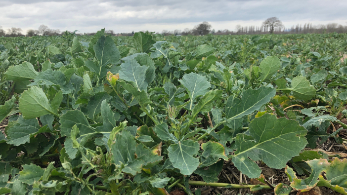 Short window of opportunity for oilseed rape growers controlling red-faced weeds March oilseed rape Eastern England 2