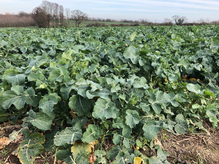 March oilseed rape Eastern England