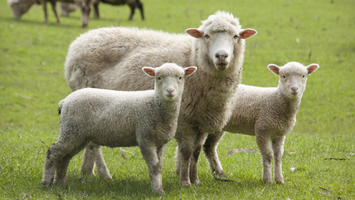 Correct fatty acids and proteins critical to ewe management Pre- and post-lambing ewe management critical