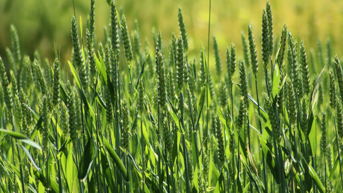 Bespoke disease forecasting to protect crops grain-4266938_1920