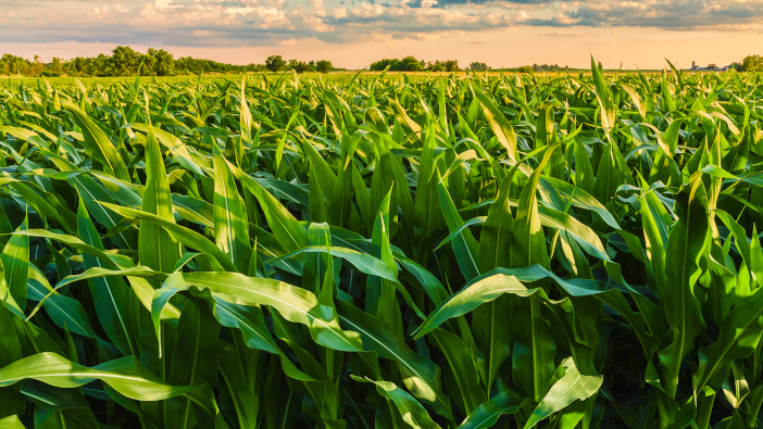 AIC welcomes reduction in US maize tariffs Beautiful,Field,View,,As,A,Spiritual,Person,,Nature,For,Me