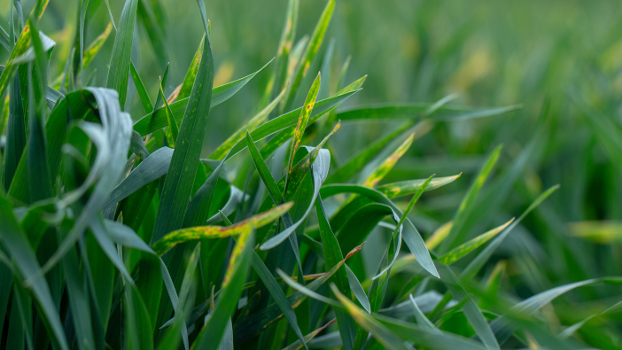 Growers urged to tailor septoria control to genetics Wheat,Shoots,With,Septoria.,Crop,Loss,Due,To,Plant,Diseases