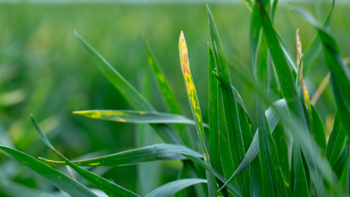 Ceres Rural urges growers to plan for Septoria Wheat,Shoots,With,Septoria.,Crop,Loss,Due,To,Plant,Diseases