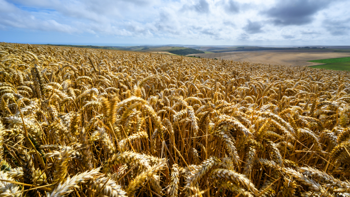 South,Downs,National,Park,,Sussex,,England,,Uk.,Wheat,Field,Near