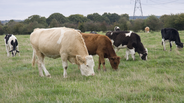 New post-mortem PCR test to identify TB rolled out Herd,Of,Cattle,Grazing,In,Field