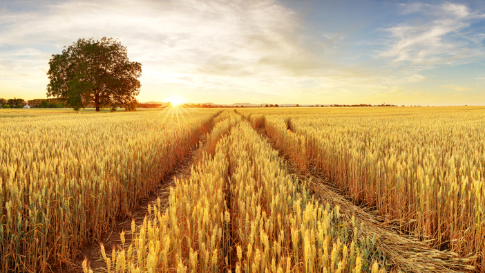 Research details challenges for Young Farmers Gold,Wheat,Flied,Panorama,With,Tree,At,Sunset,,Rural,Countryside