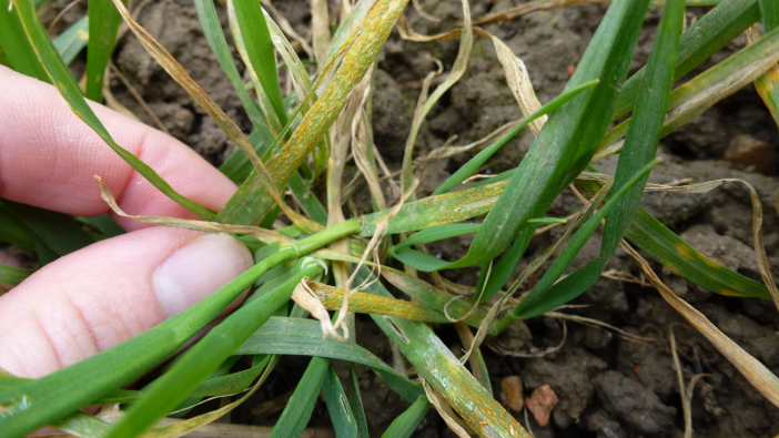 Life Scientific warns of a perfect storm for yellow rust yellow rust T0
