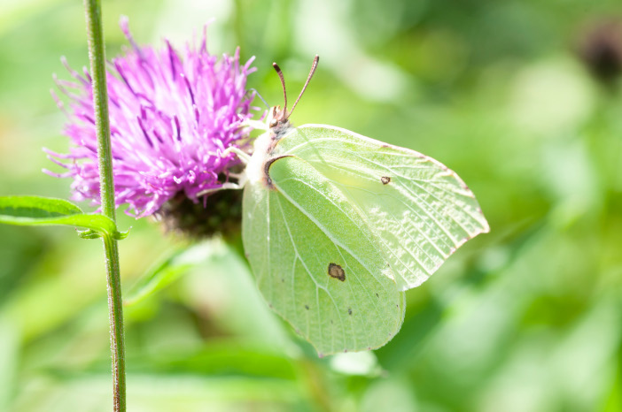 1180605 - Brimstone Butterfly, John Butterfly WTML