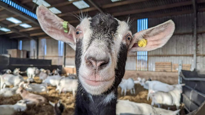 Delamere Dairy launches first dairy goat carbon benchmarking scheme Delamere