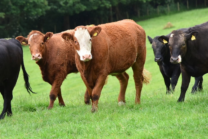 New Report Highlights Global Meat Supply Challenge