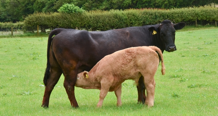 Welsh Beef Herds Aim for Top Fertility Performance