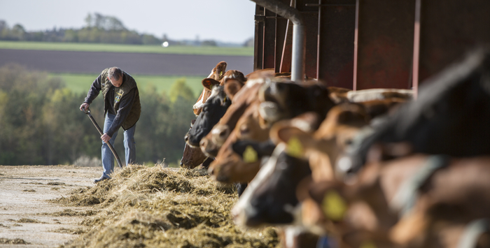 Arla Foods and DSM start large-scale on-farm pilot to reduce greenhouse gas emissions from dairy cows by 30%