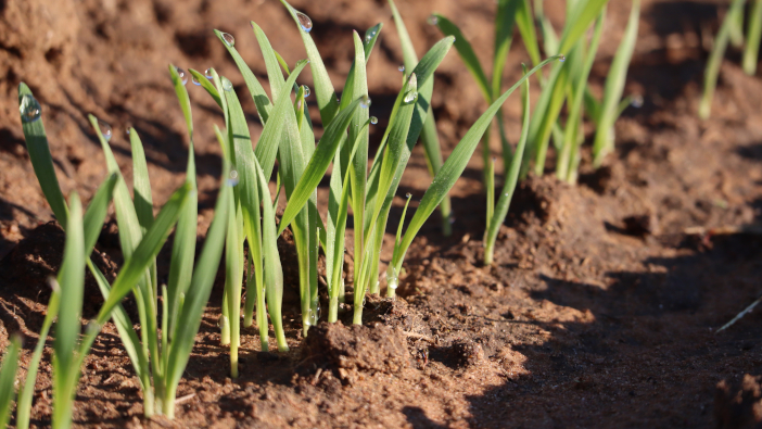Dew,Drops,On,Young,Oat,Shoots