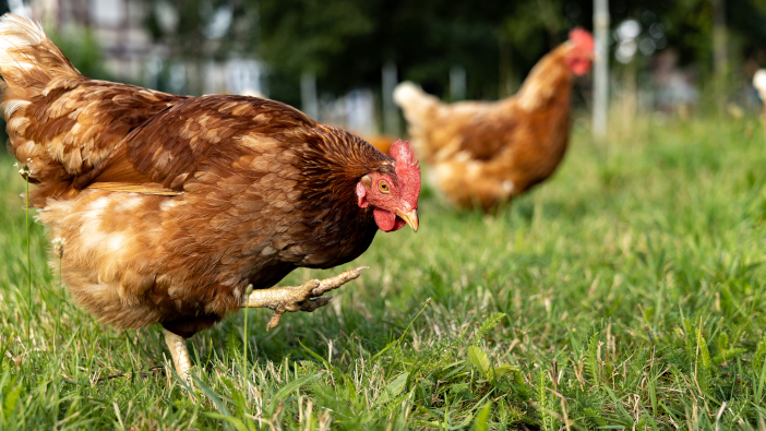 Poultry housing measures to be lifted Free,Range,Organic,Chickens,Poultry,In,A,Country,Farm,,Germany