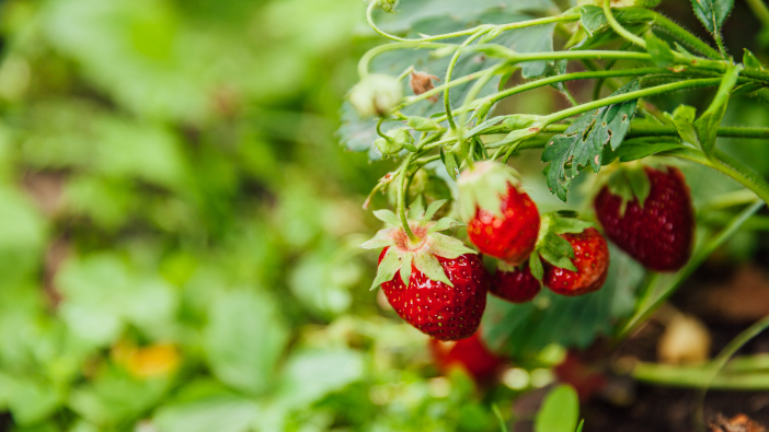 Industrial,Cultivation,Of,Strawberries,Plant.,Bush,With,Ripe,Red,Fruits