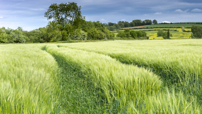 AHDB adds new monitor farms Panorama,Of,An,English,Wheat,Field,In,Spring.,The,Wheat