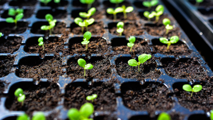 Selective,Close-up,Of,Green,Seedling.green,Salad,Growing,From,Seed