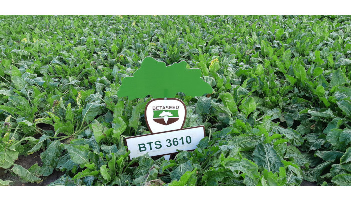 Two new varieties added to sugar beet Recommended List