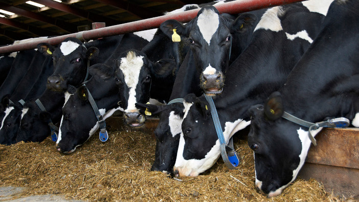 Mitigating heat stress losses in dairy cows