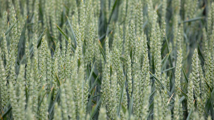 Autumn 2022 cereal choices