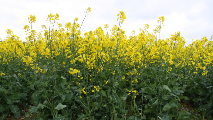 Hutchinsons advises growers on the oilseed rape varieties available this autumn OSR regains favour