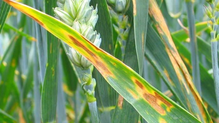 Septoria tritici