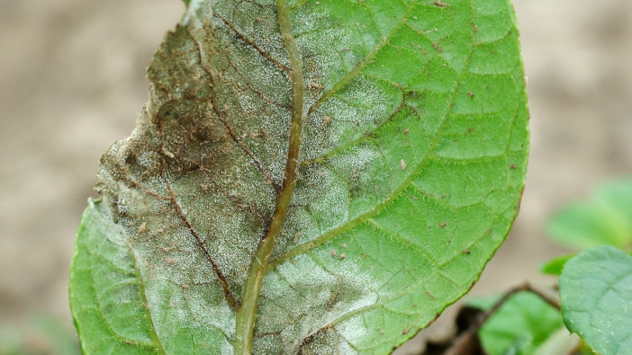 Growers warned not to drop their guard against new blight strain