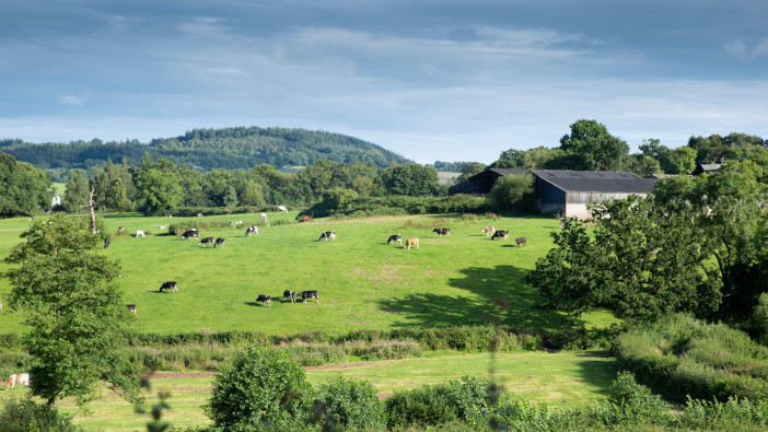 Dairy producers say that milk prices not keeping up with input costs cows grazing2_sml