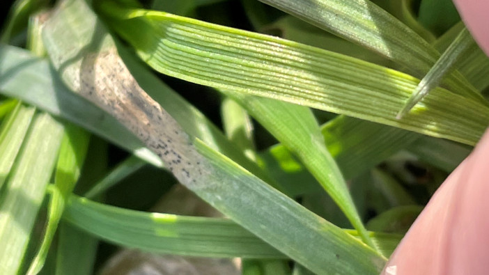 Rapid disease testing helps with high Septoria pressures across UK
