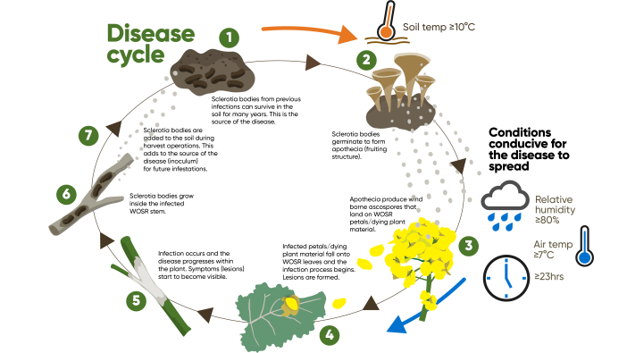 Variety choice is more important as oilseed area set to increase 25241 Corteva Sclerotinia disease cycle graphic V3