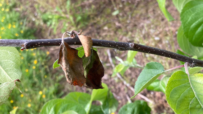 Hutchinsons looks to novel solutions for canker control New one year wood canker1