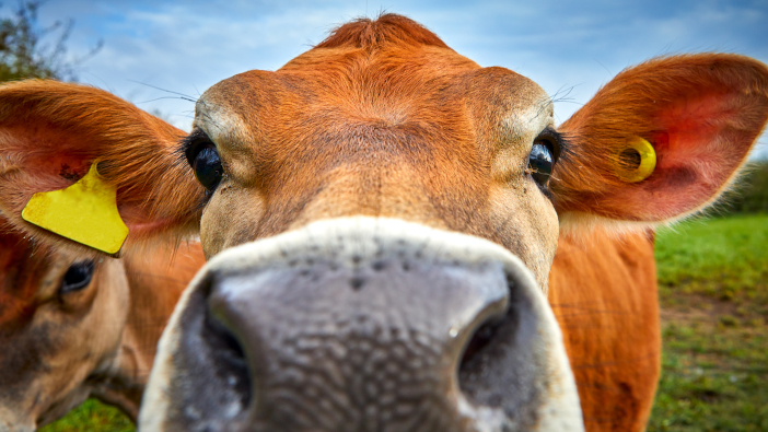 First Milk announces price increases for July and August Close,Up,Image,Of,Jersey,Cow,Head,With,Shallow,Depth